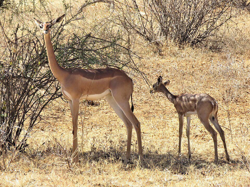 Gerenuk Jadi Paling Unik di Afrika