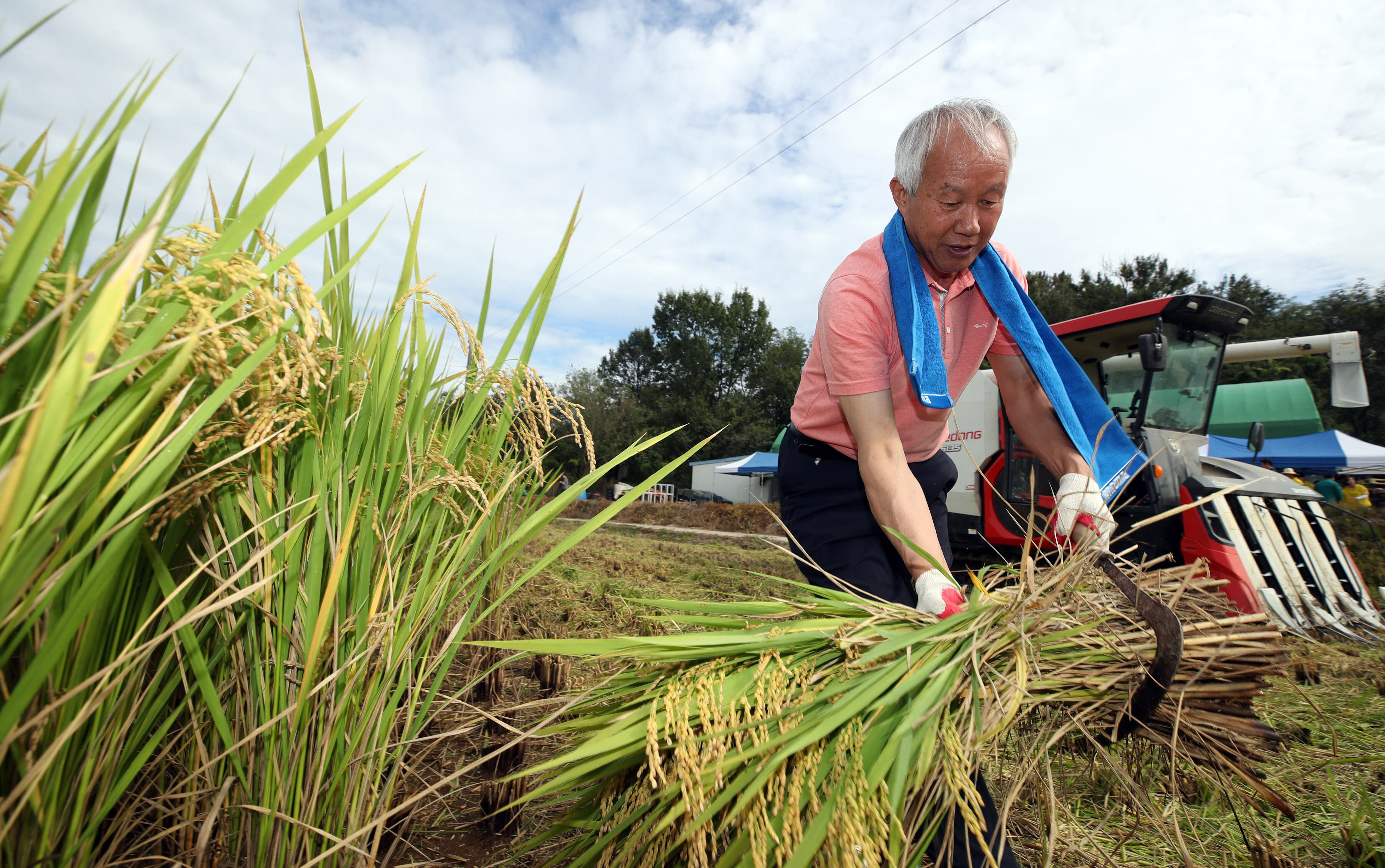 South Korea's Rice Production Declines Fourth Year in a Row