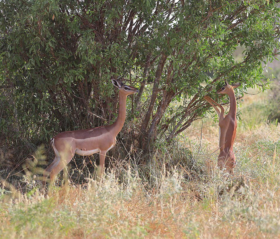 Gerenuk Jadi Paling Unik di Afrika