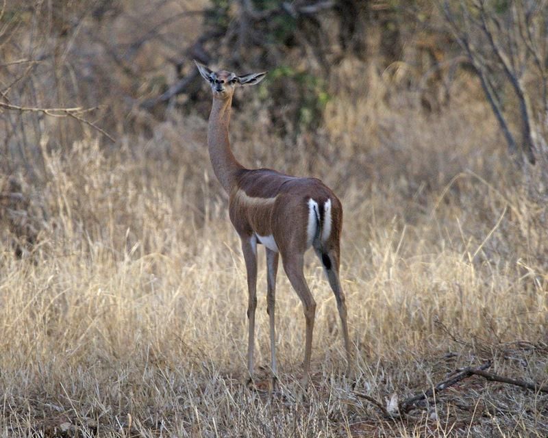 Gerenuk Jadi Paling Unik di Afrika