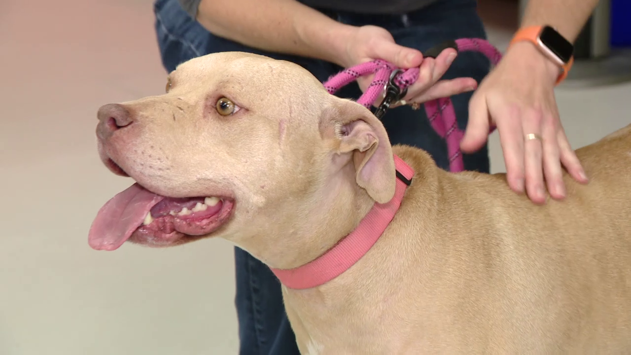 Houston shelter urging families to open their hearts to senior pets ...