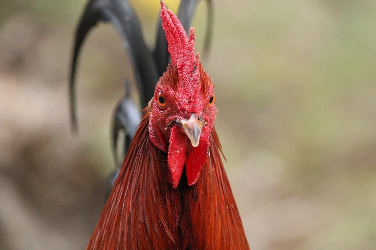 Berapa Lama Ayam Mengerami Telur? Ini Fakta Pentingnya!