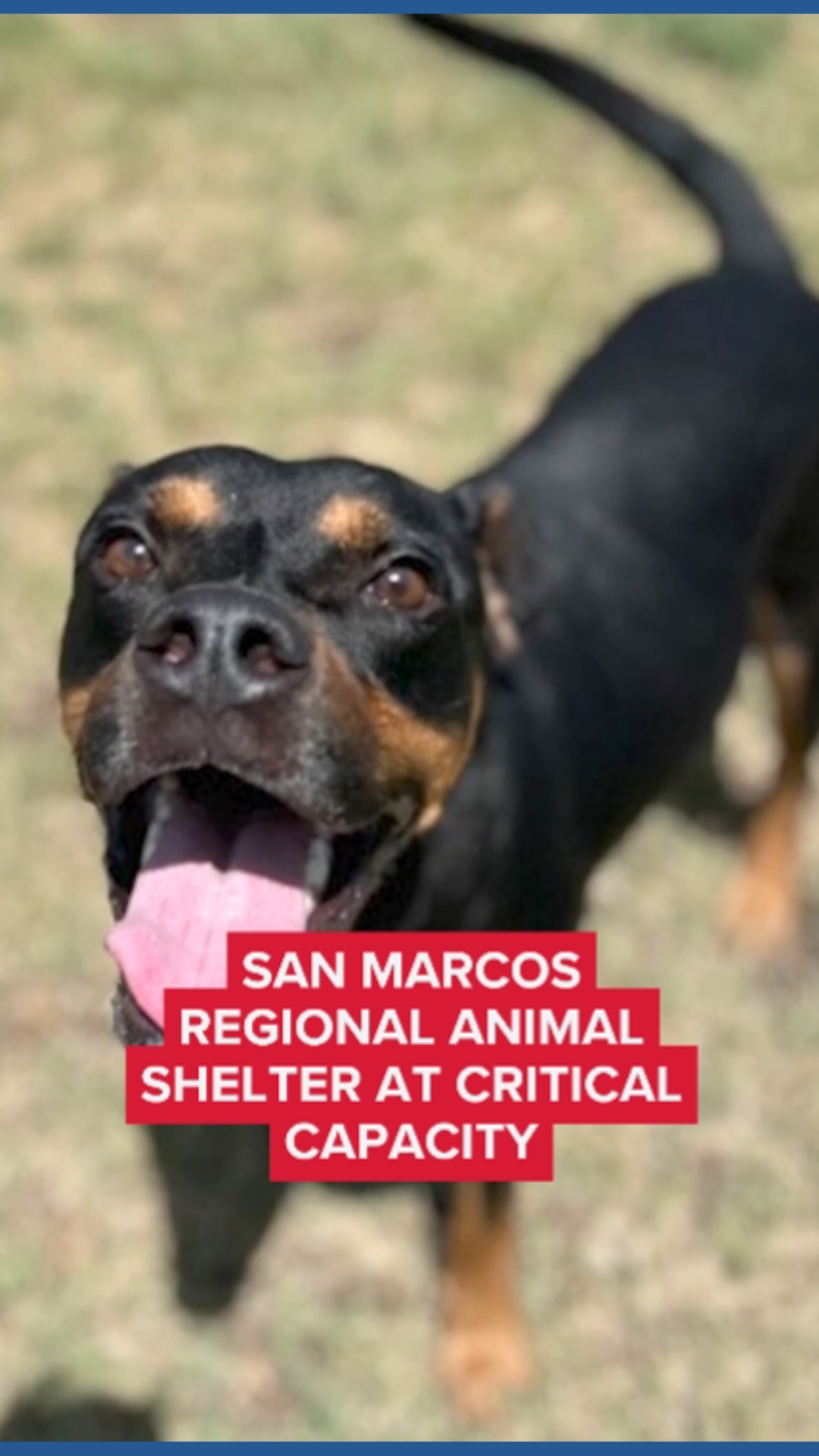 Animal shelter facing critical capacity