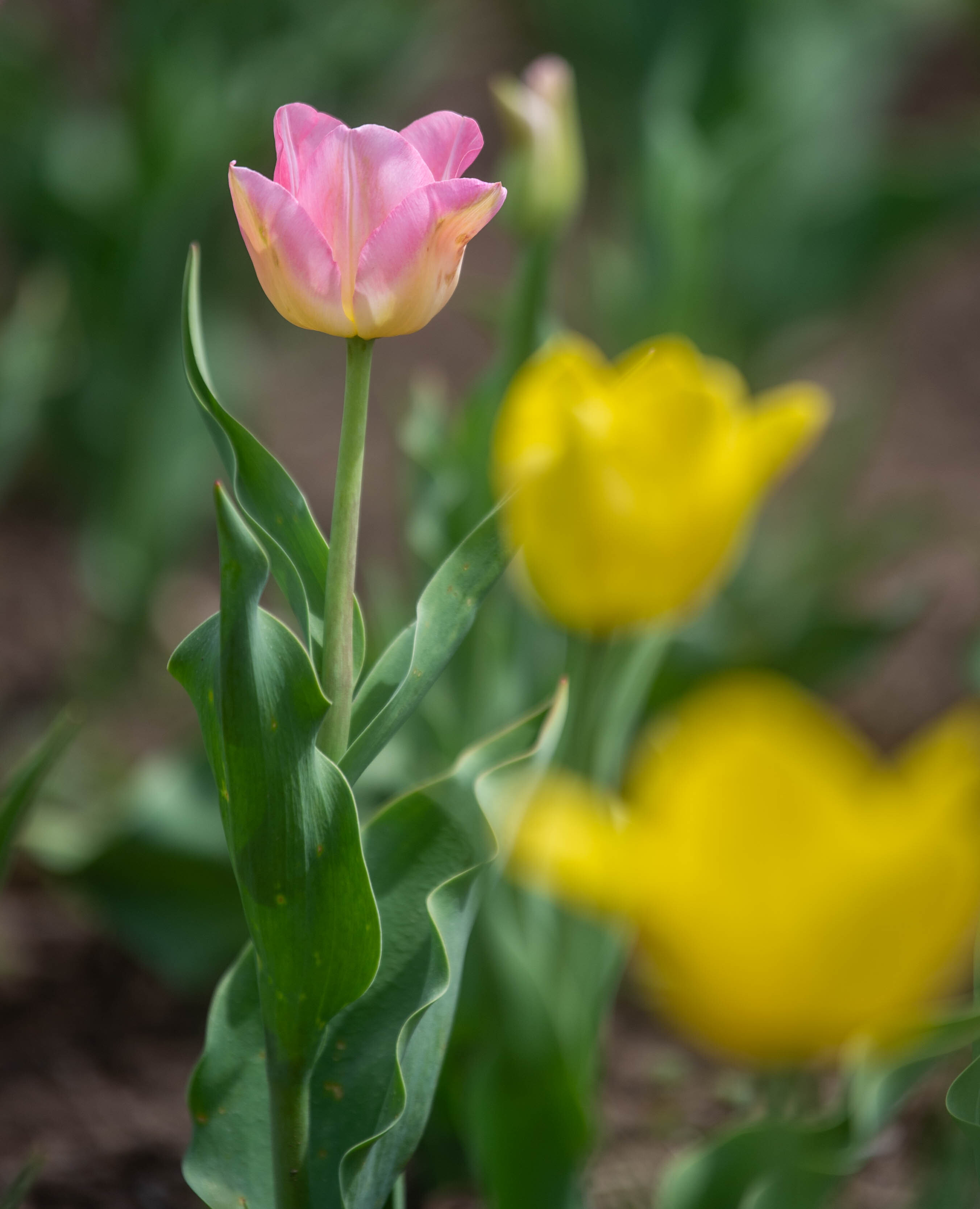 Beloved TV meteorologist Geoff Fox dies after cancer battle