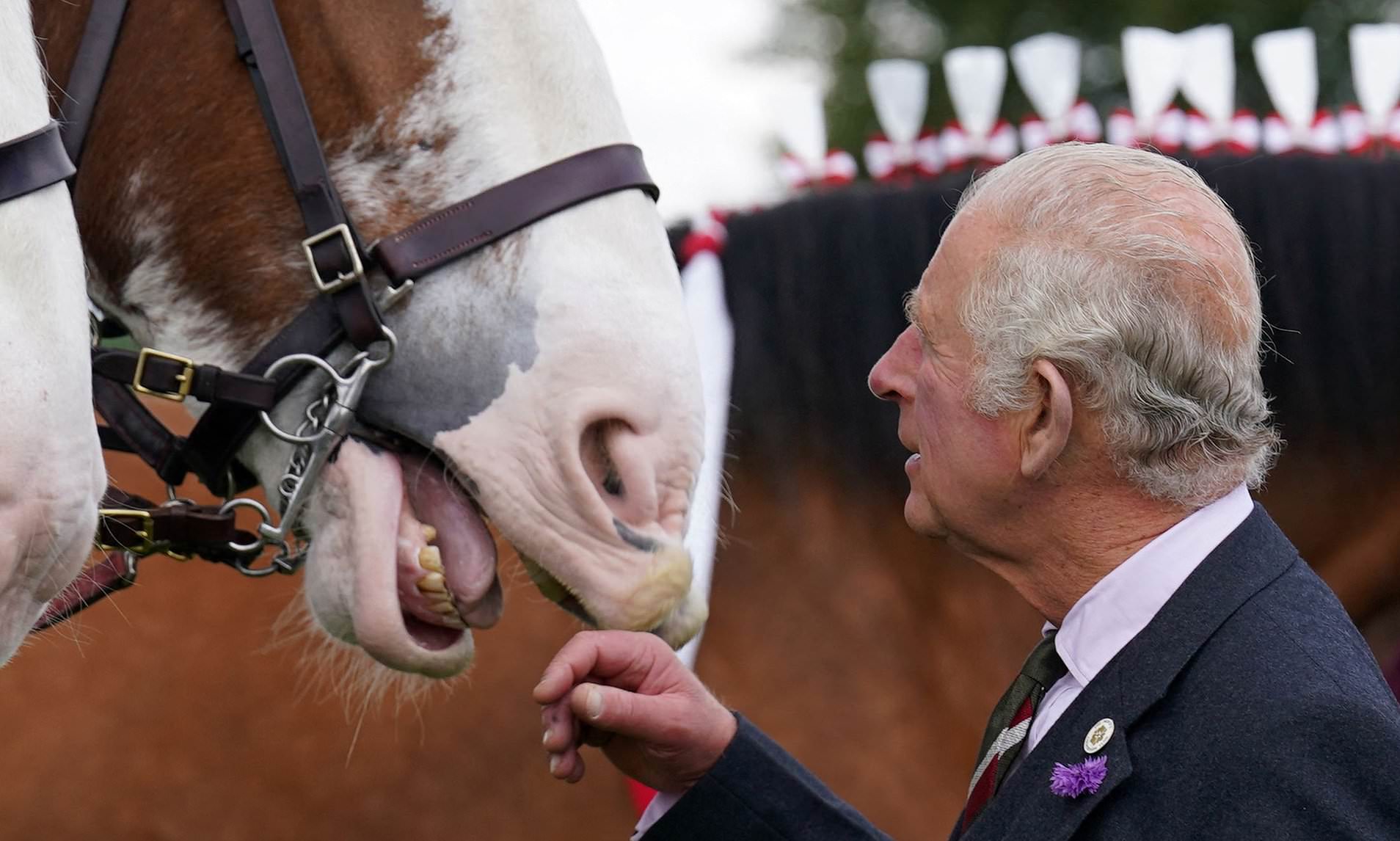 King's racehorse trainer warns there has 'never been a bigger threat to ...