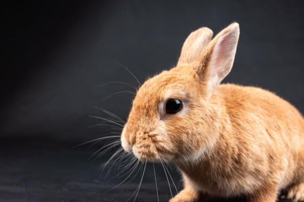 RSPCA welcomes UK plan to phase out animal testing