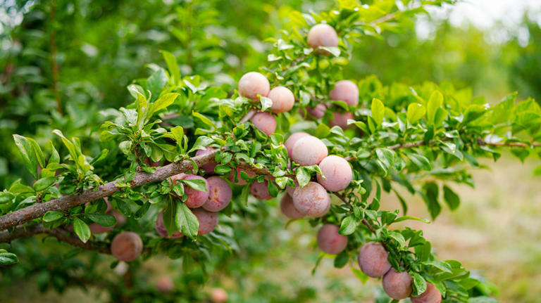 Why You Should Consider Growing A Hybrid Fruit Tree In Your Backyard