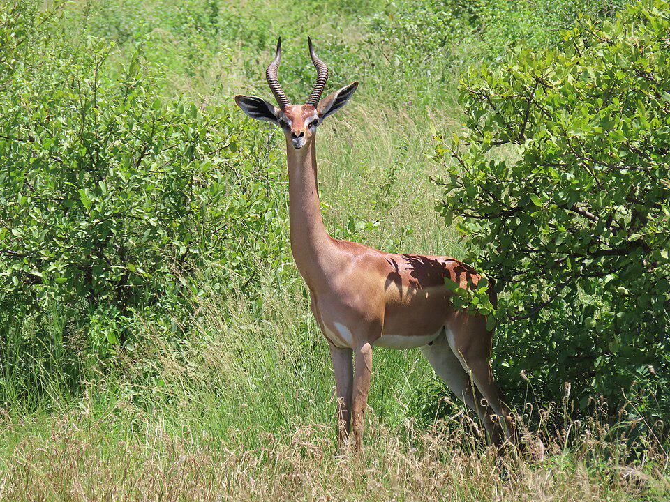 Gerenuk Jadi Paling Unik di Afrika