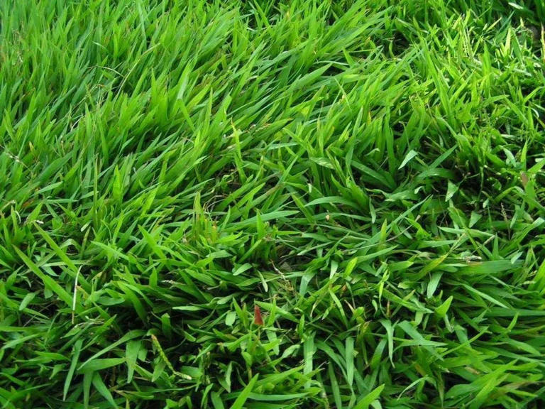 Mengenal Jenis-jenis Rumput Taman dan Cara Merawatnya