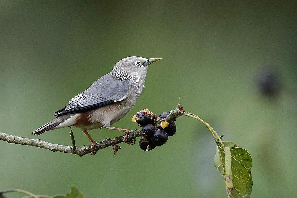 5 Fakta Menarik Burung Jalak Ekor Kastanye, Bintang Akrobatik Alam