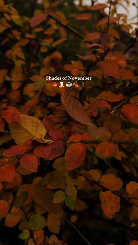 Shades of November — Soft Light, Warm Coffee, Cozy Feels