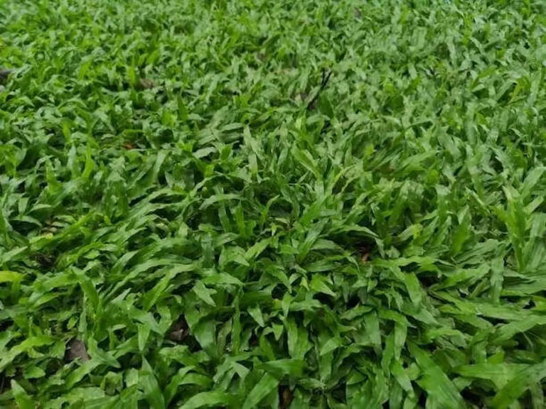 Mengenal Jenis-jenis Rumput Taman dan Cara Merawatnya