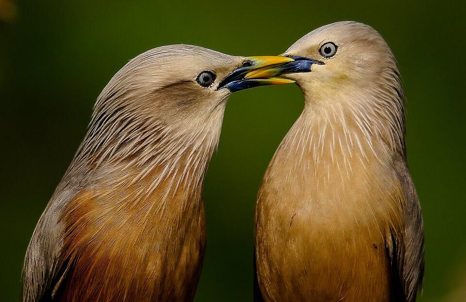 5 Fakta Menarik Burung Jalak Ekor Kastanye, Bintang Akrobatik Alam