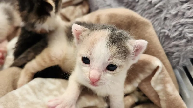 Westlake residents unite to rescue kittens