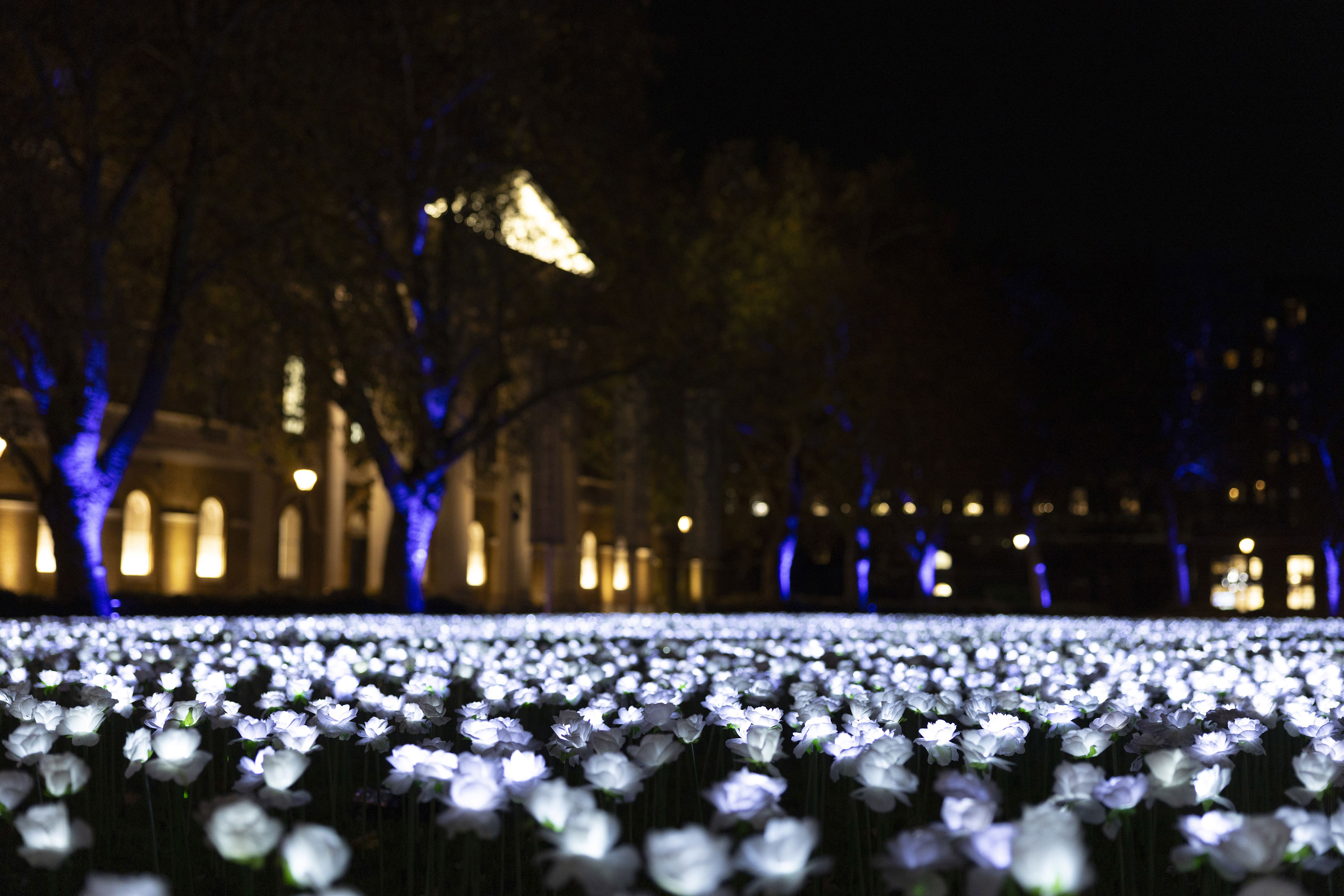 Ever After Garden London: 30,000 glowing roses illuminate Duke of York ...