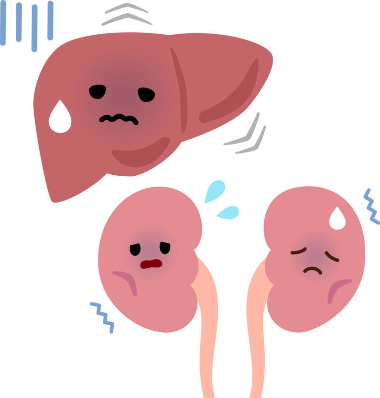 「肝腎（かんじん）要」とはよく言ったもの。“沈黙の2臓器”が体の老化を左右する、って本当？医師が解説