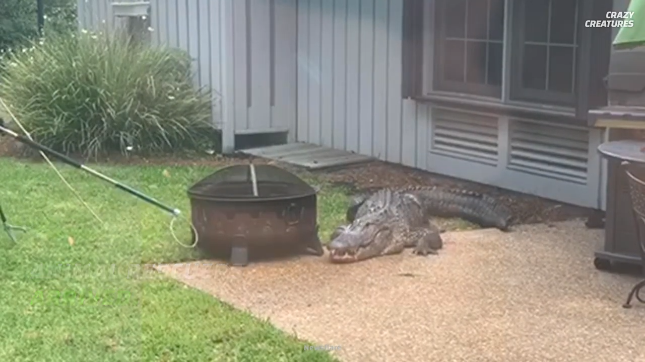 Family Confronts Aggressive Alligator Steps From Their Home