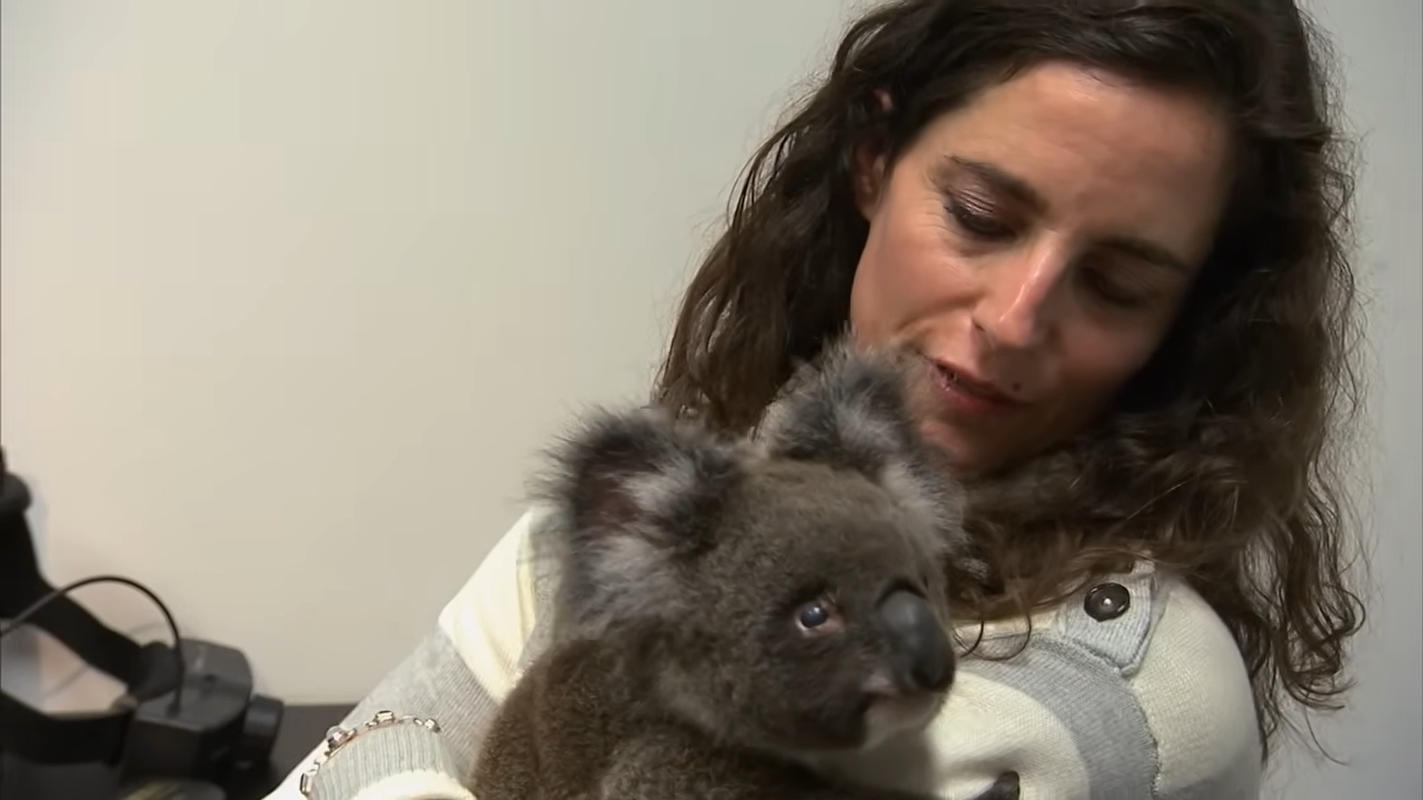 This is the story of the koala’s damaged eye and rescue