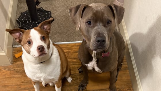 BarkBox sees number of dog names related to ‘Wicked’ spike in the past year