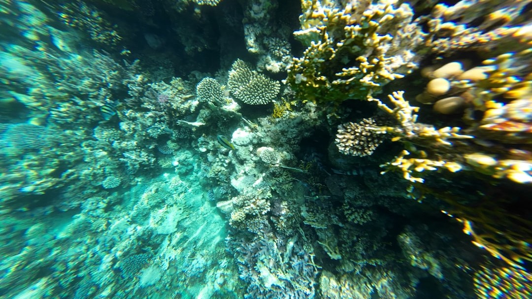 How The Great Barrier Reef Formed Over Time - Explained By Marine ...