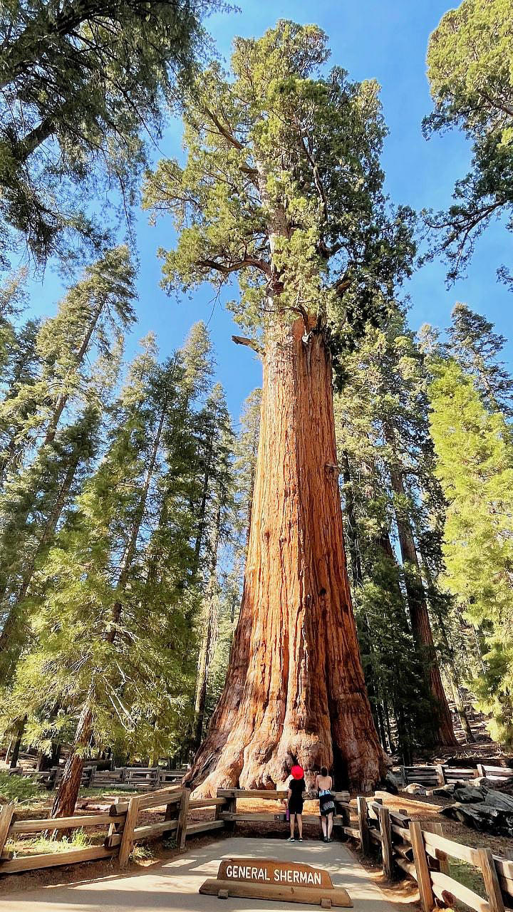 Oldest Tree | जगातील हजारो वर्षे वयाचे महाकाय वृक्ष माहिती आहेत का?