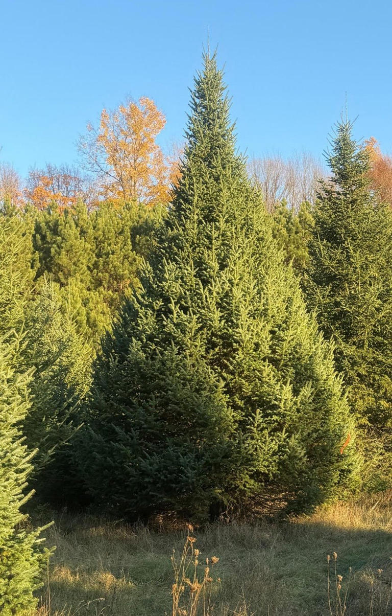 Oconto County tree to get spotlight this Christmas at Wisconsin State ...