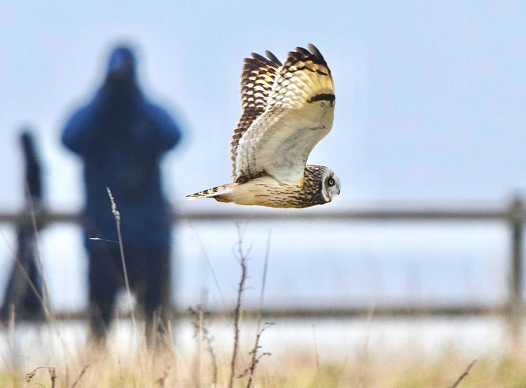 RSPB Bempton Cliffs in Yorkshire – wildlife, nature, café & shopping ...