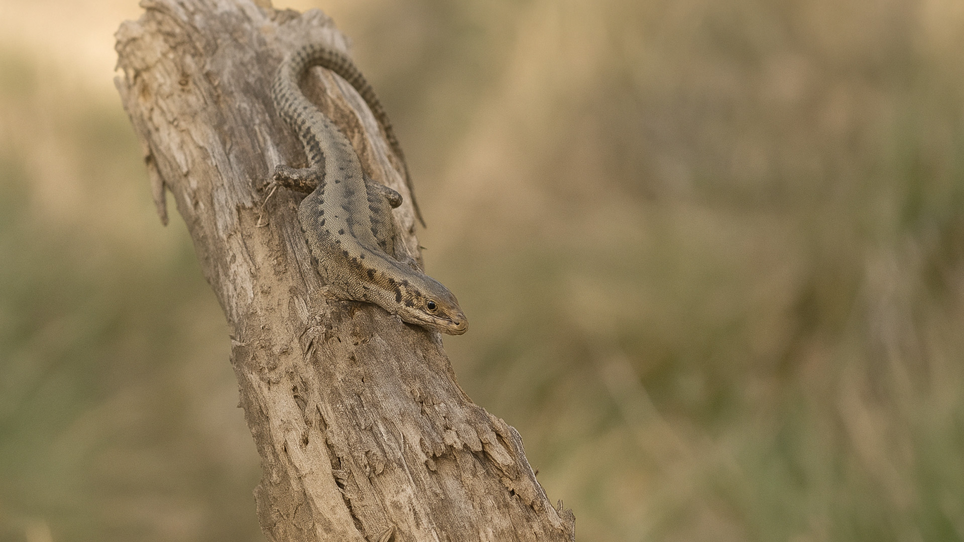 A quiet lizard sneaks across cracked wood