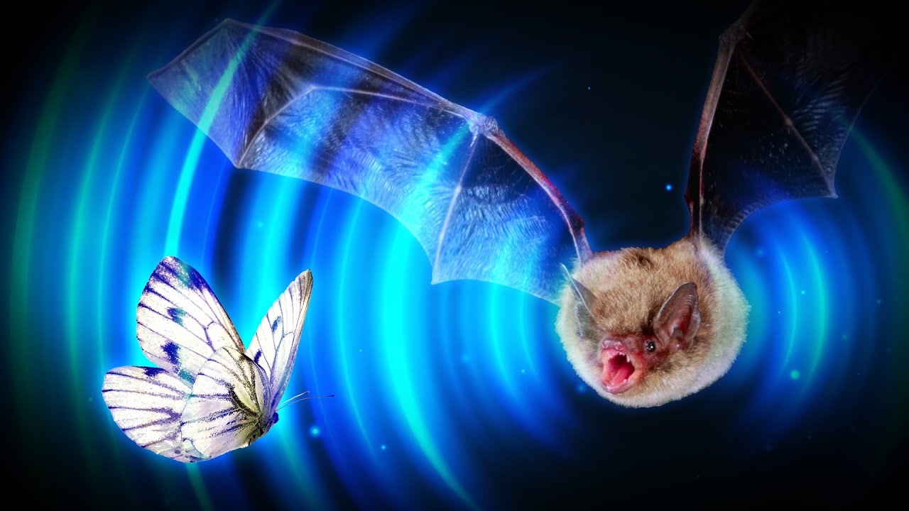 Echolocation vs. Vision: Which Bat Build Rules the Night?