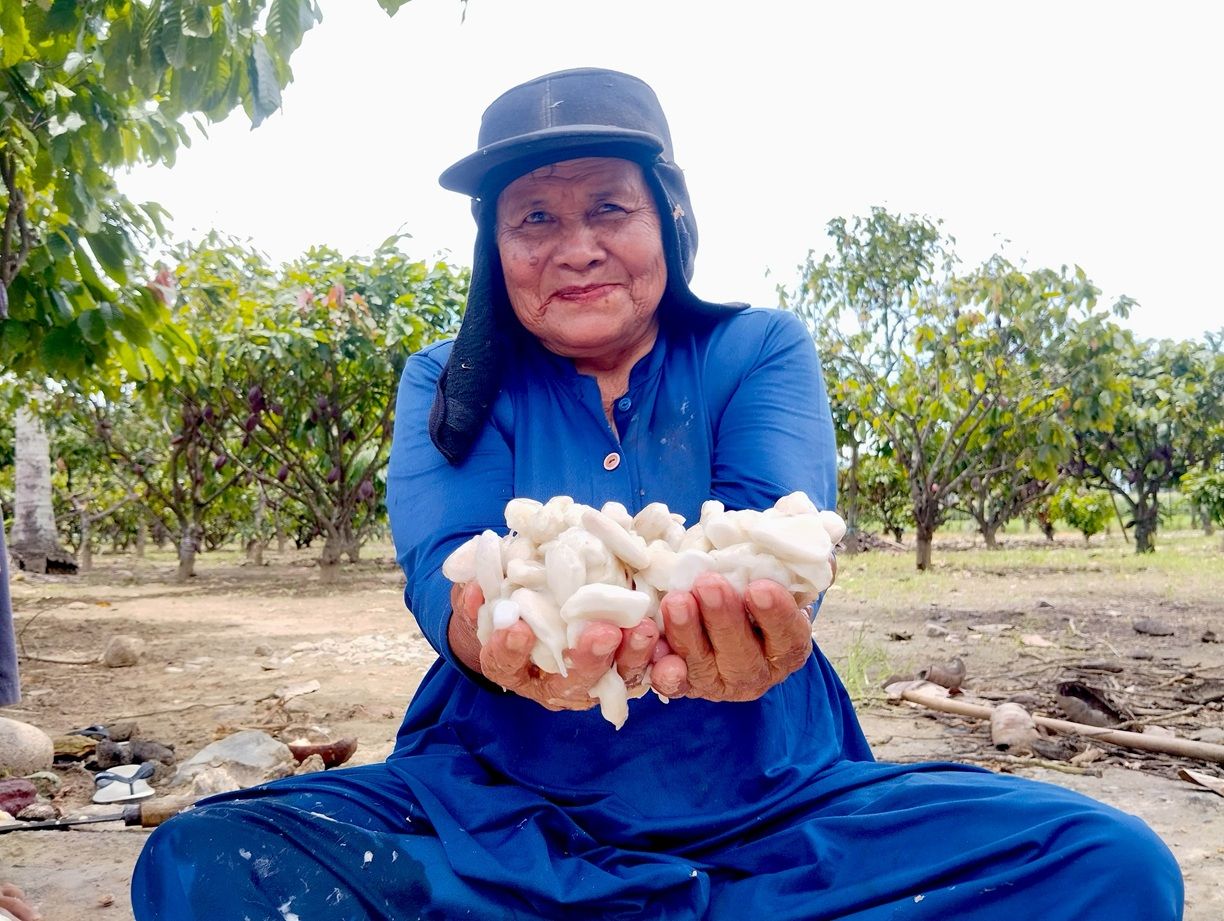 KOLTIVA-Unilever-FCDO-EY Dukung Transformasi Rantai Pasok Kakao