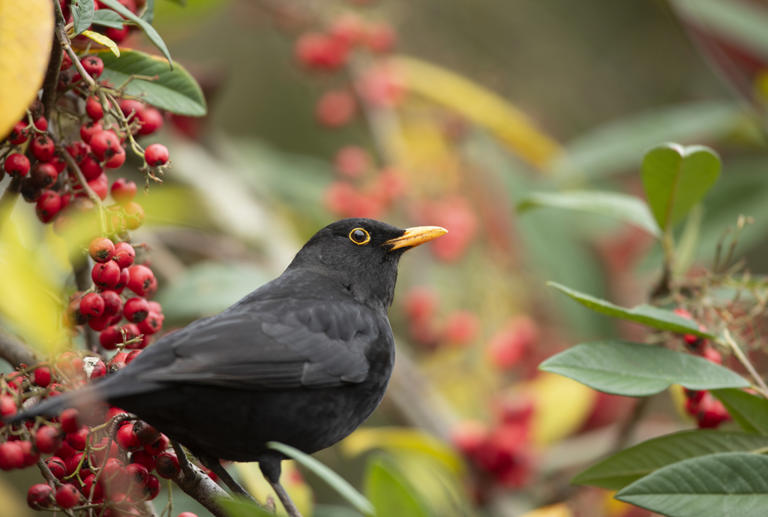 RSPB Bempton Cliffs in Yorkshire – wildlife, nature, café & shopping ...