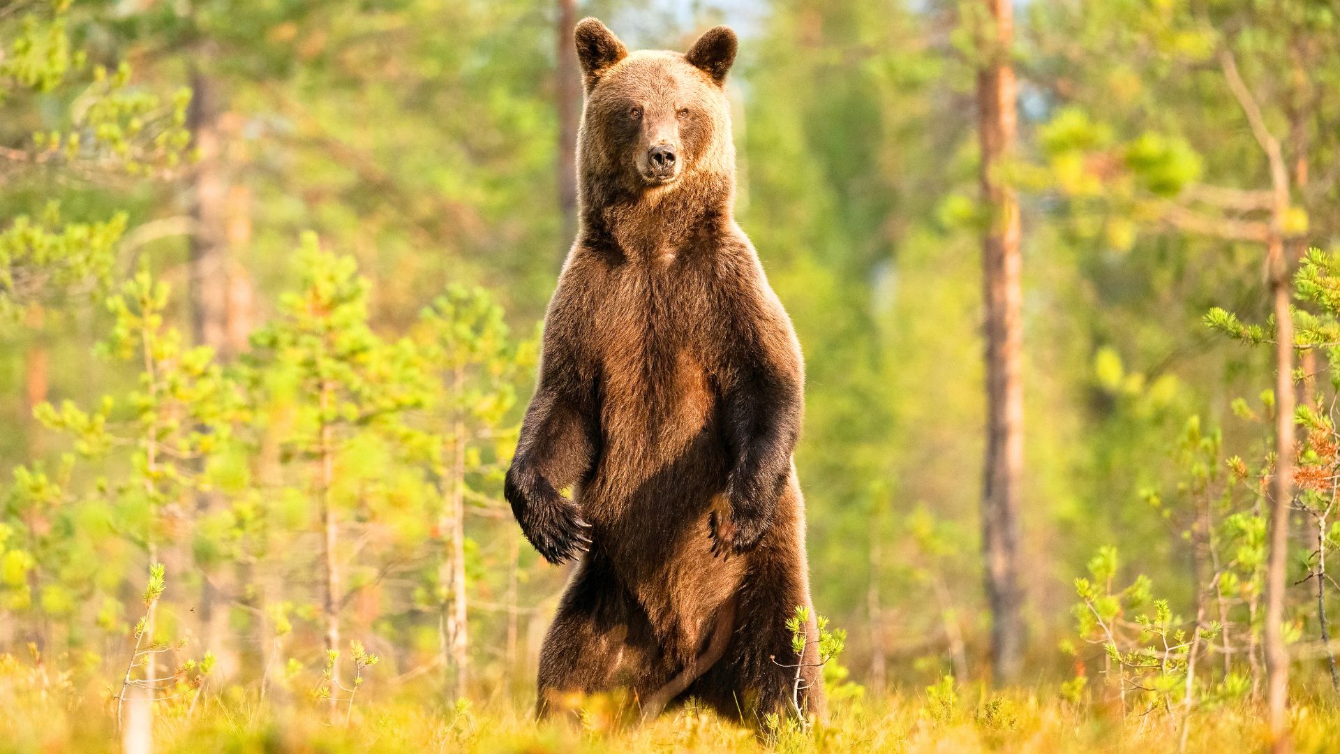 The outdoor mistakes that trigger most bear encounters