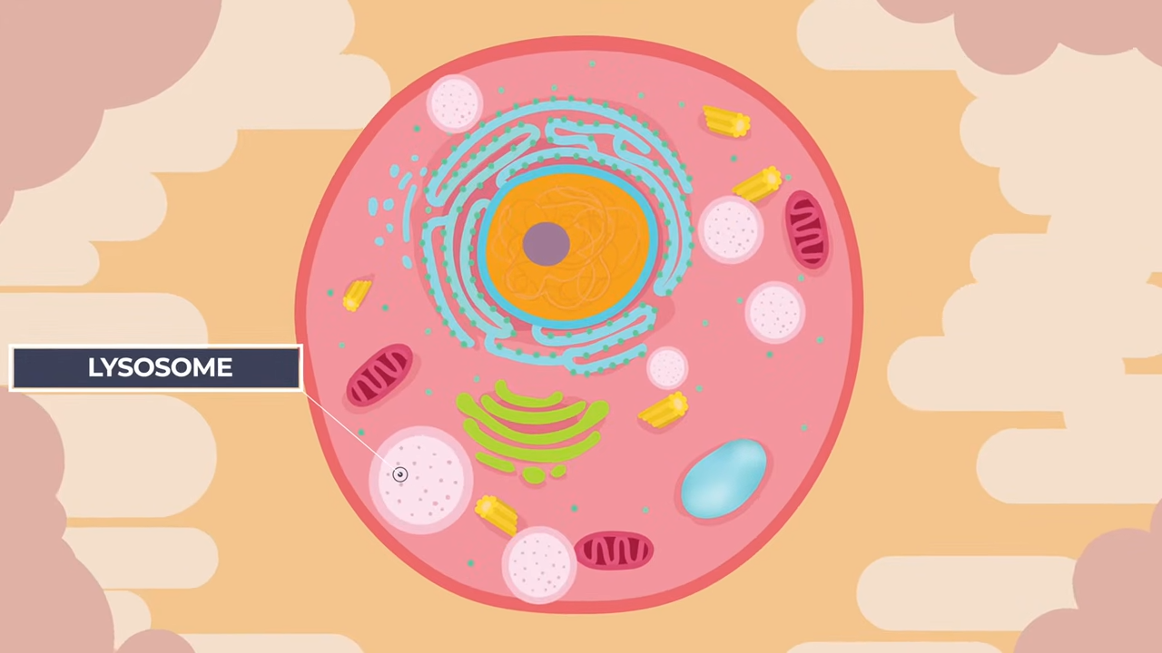 The controversial drug – what it actually does to your body