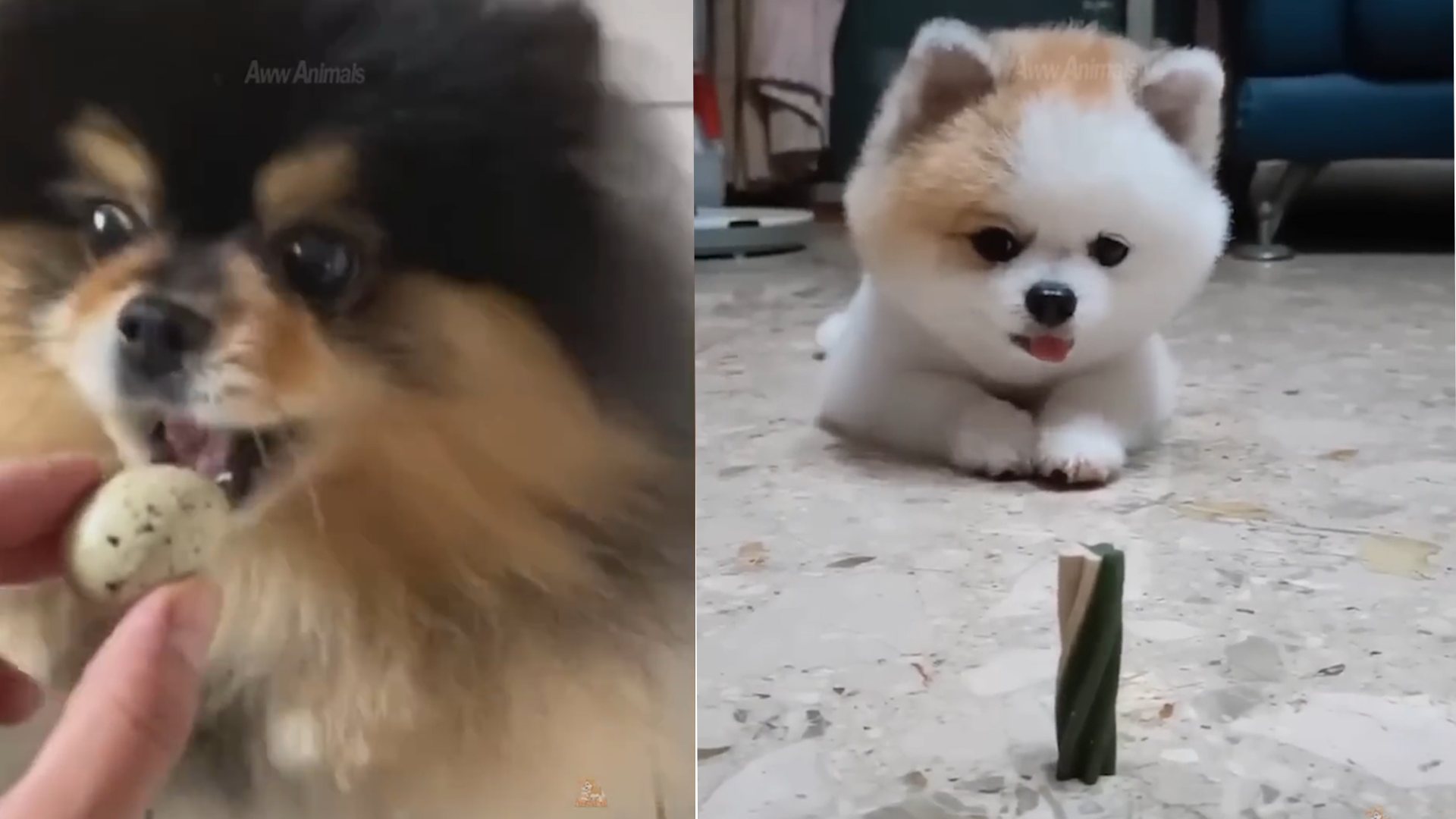 Fluffy Puppies and Their Adorable Curiosity
