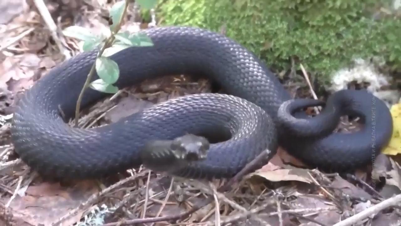 Snakes in central Russia are not going into dormant state due to warm ...