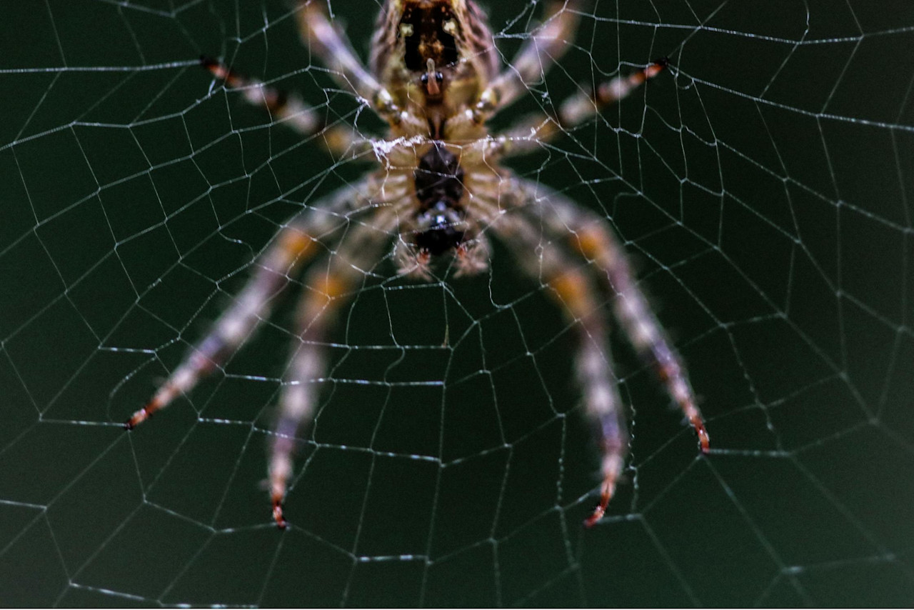 Are spiders true weather predictors? Expert weighs in on the myths