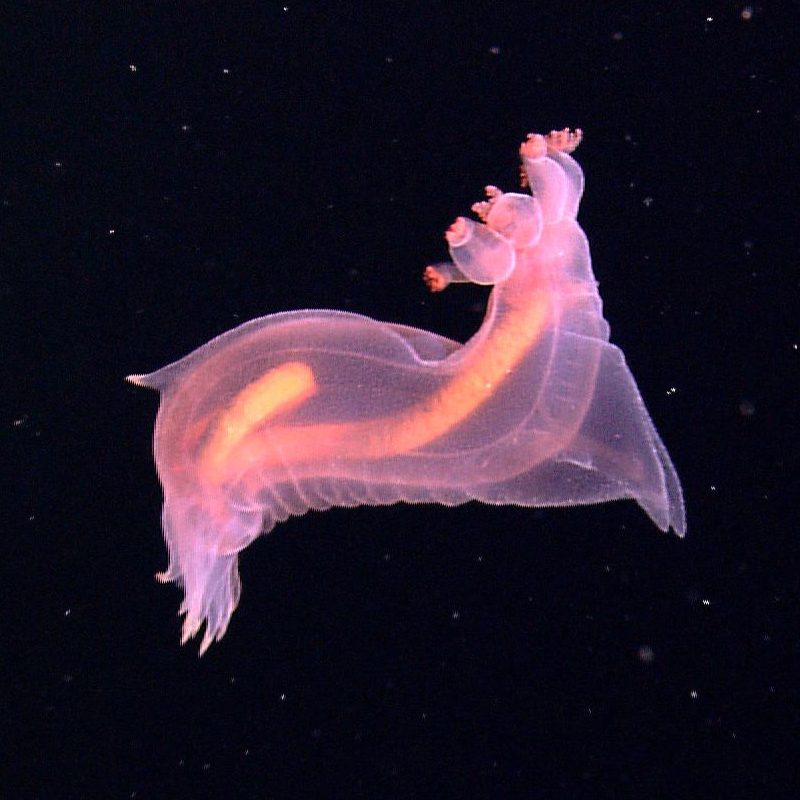 These Creatures From the Deep Sea Could Star in a Sci-Fi Movie