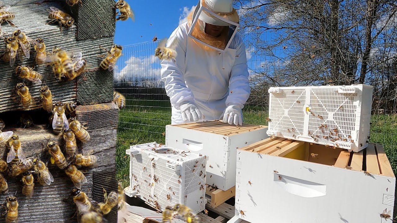 Bees Arrive at the Farm: Tips for Safe Beekeeping