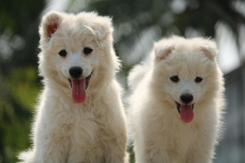 12 Striking Dog Breeds That Resemble Mythical Creatures