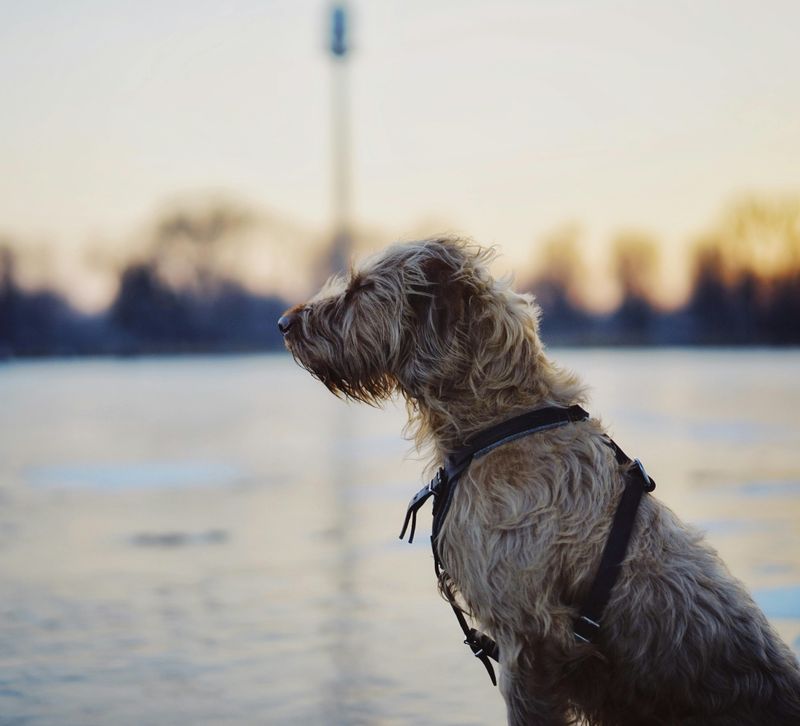 12 Striking Dog Breeds That Resemble Mythical Creatures