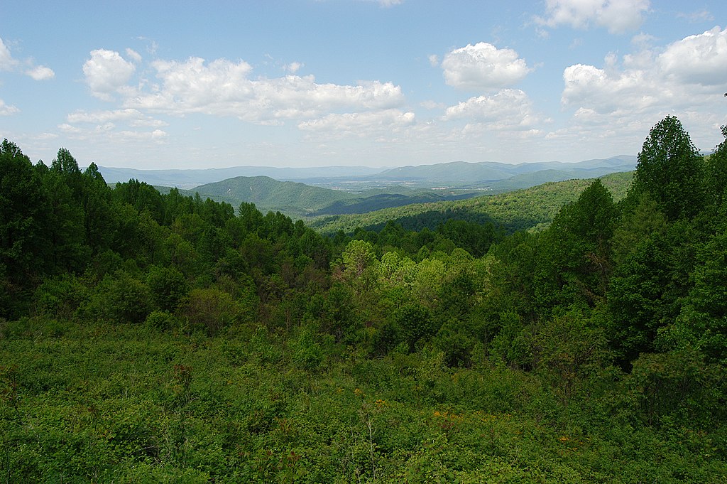 What the Forest Smells Like Before It Rains and Why It Matters