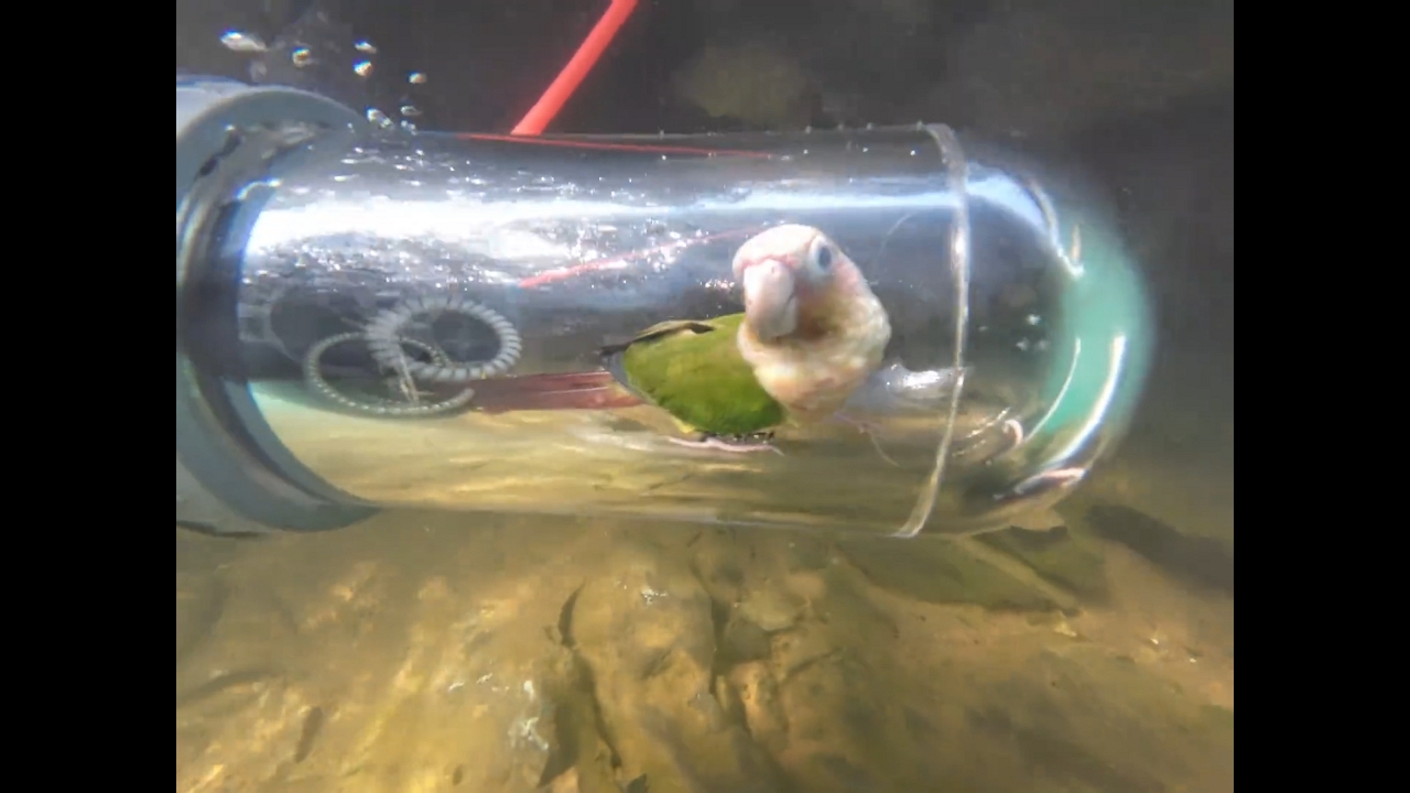 Parrot safely dives in transparent oxygen device in Guangxi, China