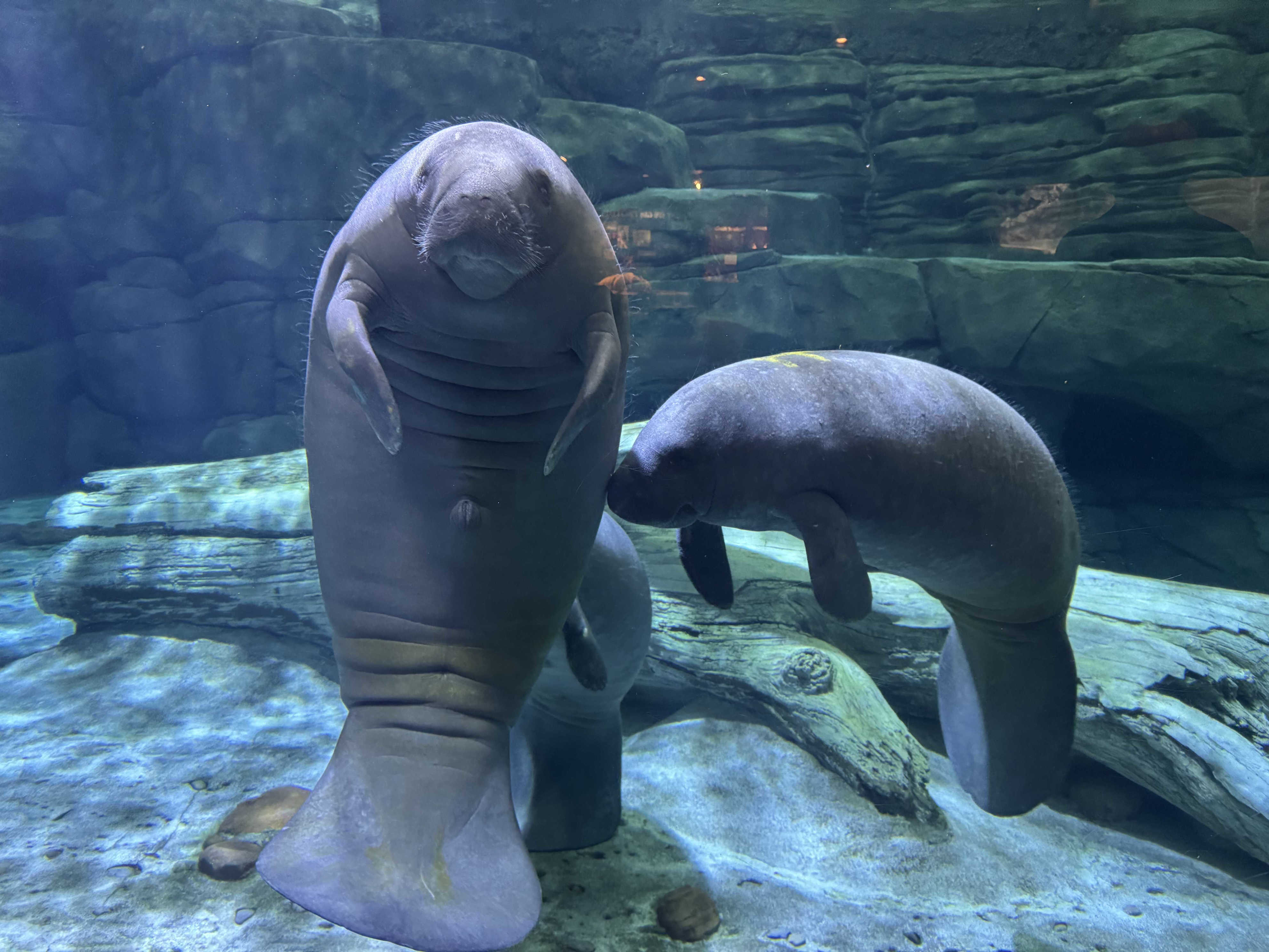 Manatees transported from Ohio to Florida to prepare for release into ...