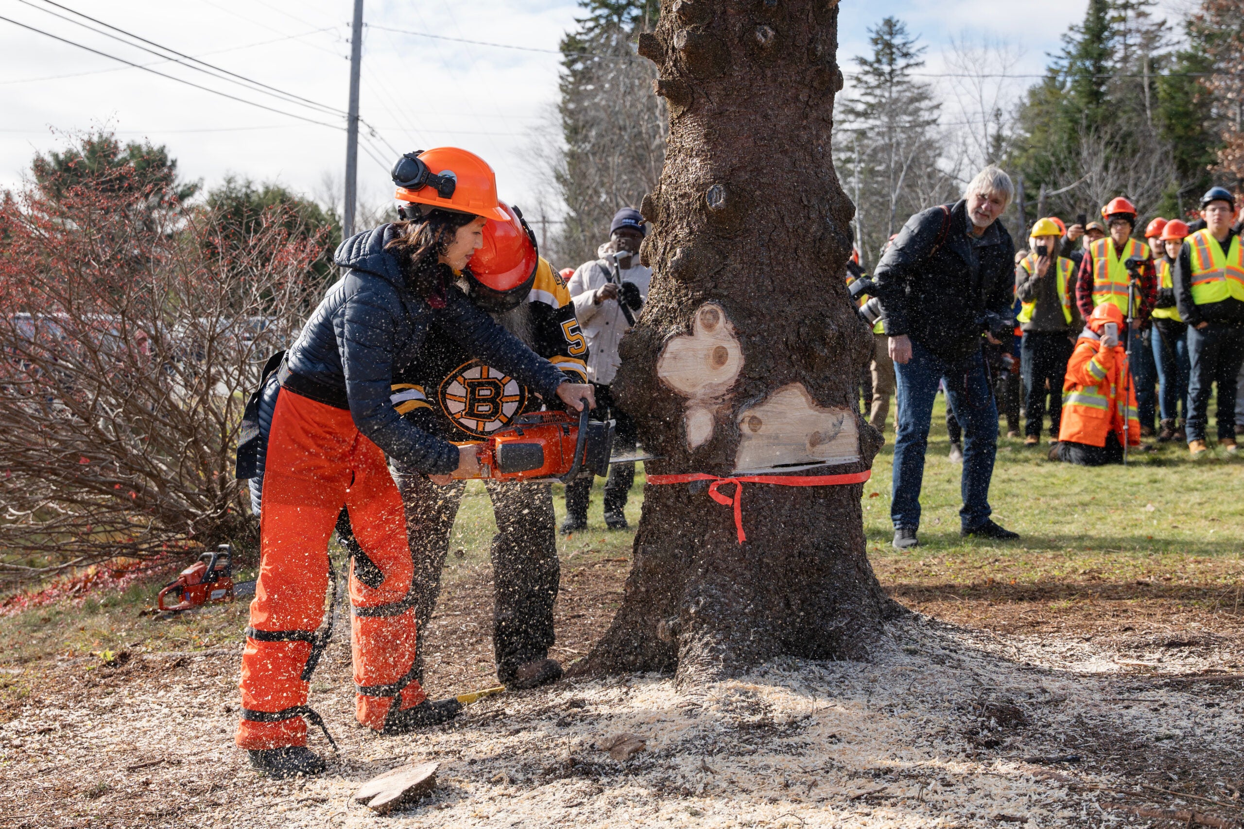 In Canada, Wu helps chop down Boston’s Christmas tree