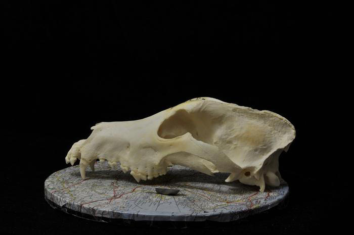 Dog diversity emerged 11,000 years ago, shaped by early human societies