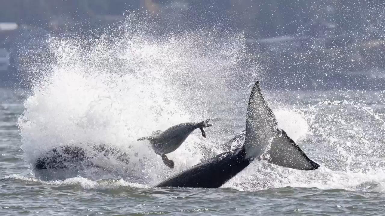 Seal seeks refuge on photographer's boat while fleeing orcas