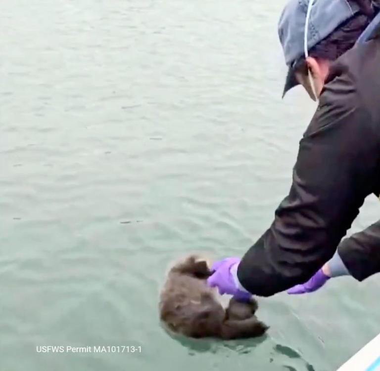 Animal Rescue Captures Heartwarming Moment an Otter Mom Reunites with ...