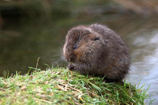 Endangered water voles and pine martens return as wildlife thrives at ...