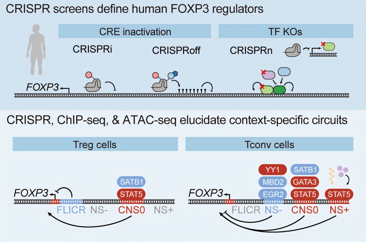Researchers reveal intricate control system for key immune gene