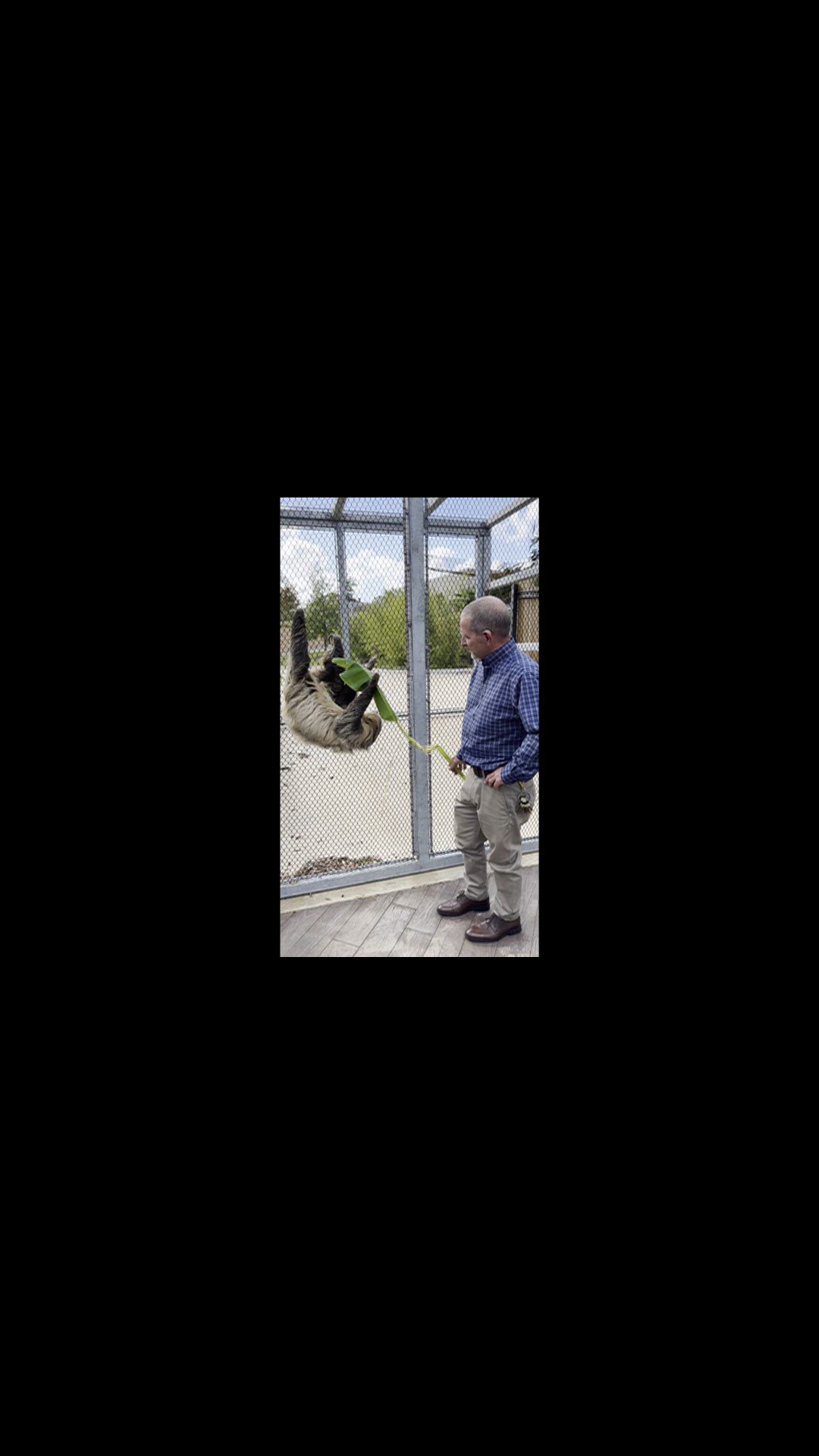 Tempo the Sloth enjoys climbing around in cool weather at Caldwell Zoo